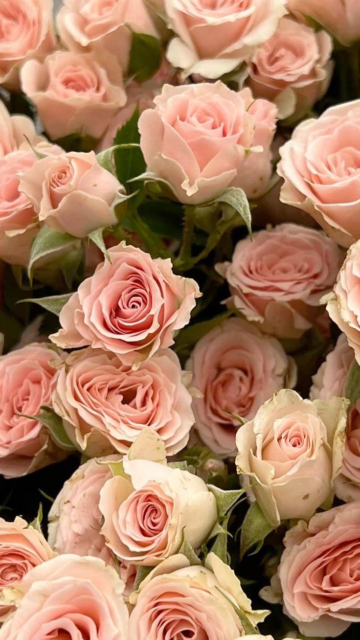 Enchanted Garden Freshness Array